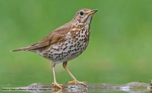 From http://www.bbc.co.uk/nature/life/Song_Thrush